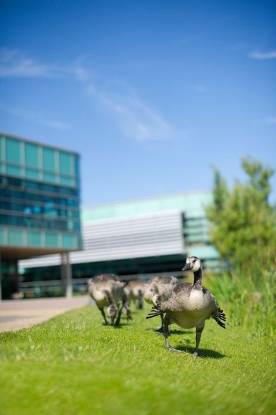 ducks-at-the-faculty-of-health-and-social-care.jpg